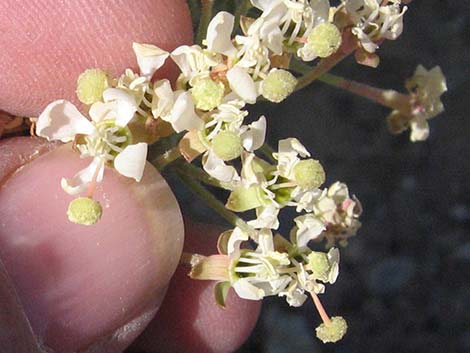 Booth's Evening Primrose (Eremothera boothii)