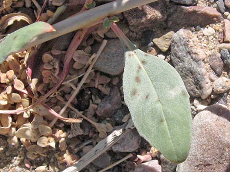 Booth's Evening Primrose (Eremothera boothii)