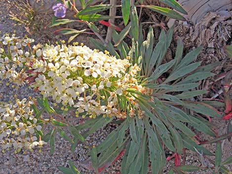 Booth's Evening Primrose (Eremothera boothii)