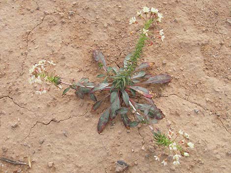 Booth's Evening Primrose (Eremothera boothii)