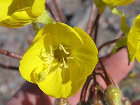 Golden Evening-Primrose (Chylismia brevipes)