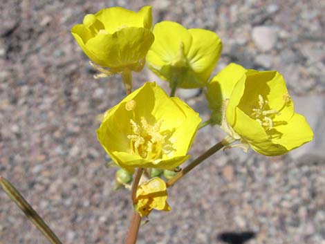 Golden Evening-Primrose (Chylismia brevipes)