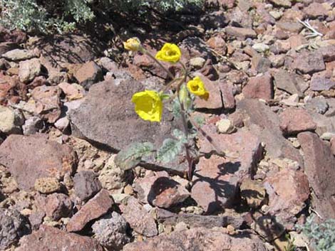 Golden Evening-Primrose (Chylismia brevipes)