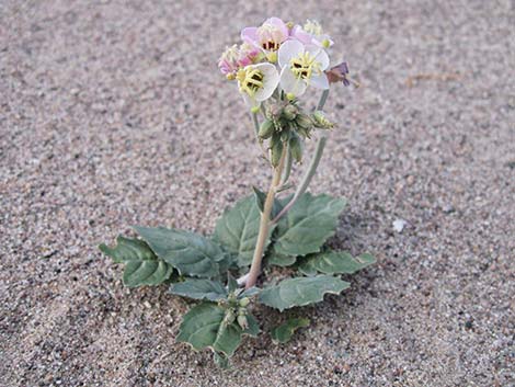 Brown-eyed Evening-Primrose (Chylismia claviformis)