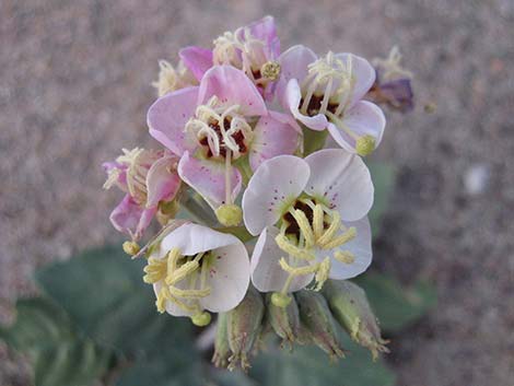 Brown-eyed Evening-Primrose (Chylismia claviformis)