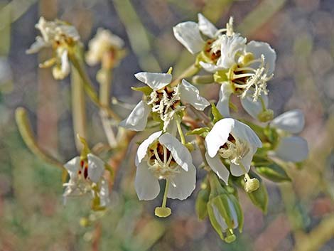 Brown-eyed Evening-Primrose (Chylismia claviformis)