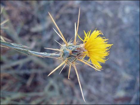 Yellow Star thistle (Centaurea solstitialis)