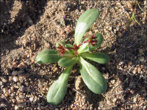 Red Triangles (Centrostegia thurberi)