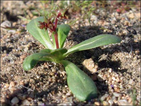 Red Triangles (Centrostegia thurberi)