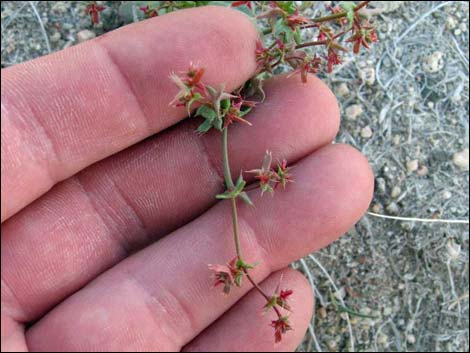 Red Triangles (Centrostegia thurberi)