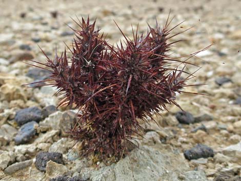 Devil's Spineflower (Chorizanthe rigida)