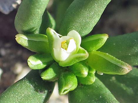 Dead Man's Fingers (Cistanthe ambigua)