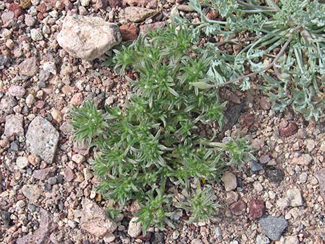 Cushion Cryptantha (Cryptantha circumscissa)