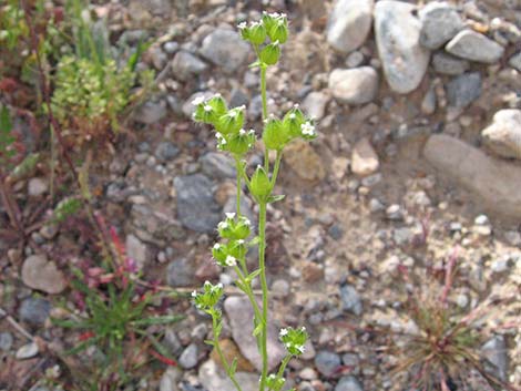 Wingnut Cryptantha (Cryptantha pterocarya)