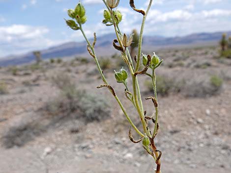 Wingnut Cryptantha (Cryptantha pterocarya)