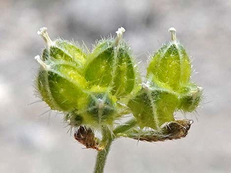 Wingnut Cryptantha (Cryptantha pterocarya)