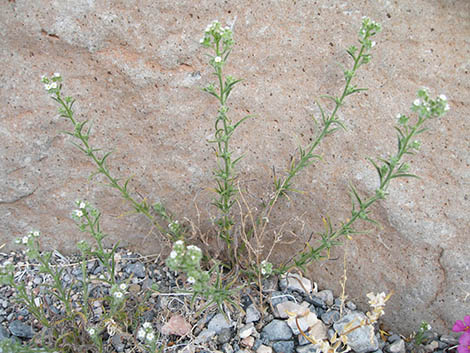 Forget-Me-Nots (Cryptantha spp.)