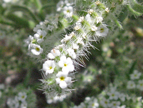 Forget-Me-Nots (Cryptantha spp.)