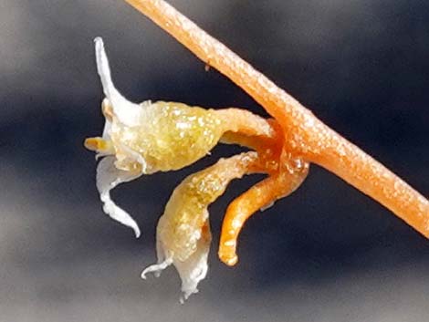 Desert Dodder (Cuscuta denticulata)