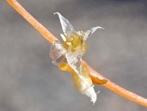 Desert Dodder (Cuscuta denticulata)