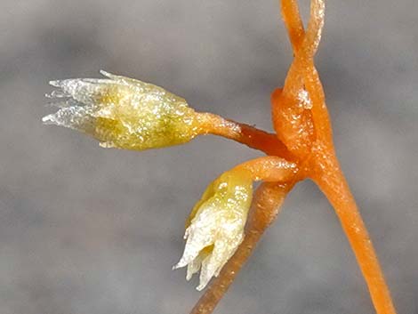 Desert Dodder (Cuscuta denticulata)