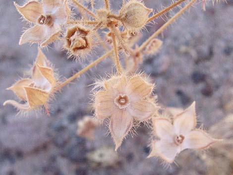 Desert Fivespot (Eremalche rotundifolia)