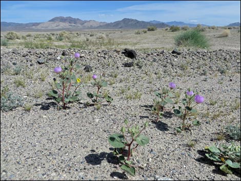 Desert Fivespot (Eremalche rotundifolia)