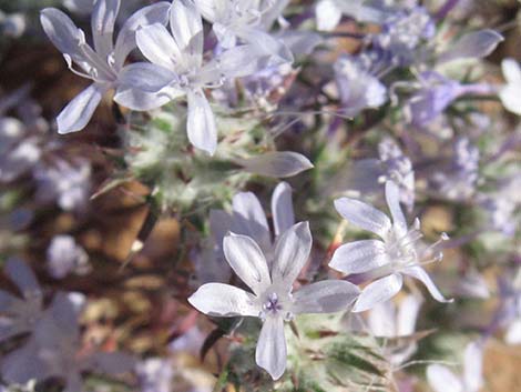 Desert Woollystar (Eriastrum eremicum)