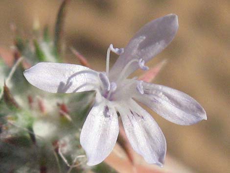 Desert Woollystar (Eriastrum eremicum)