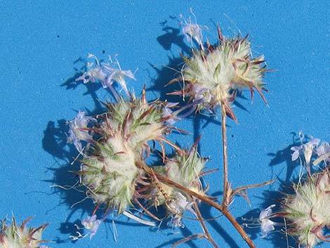 Desert Woollystar (Eriastrum eremicum)