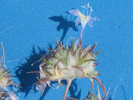 Desert Woollystar (Eriastrum eremicum)