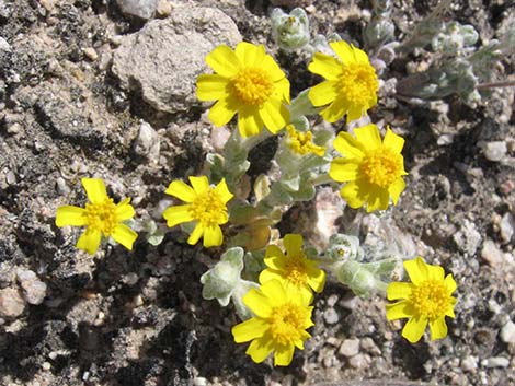 Woolly Easterbonnets (Antheropeas wallacei)