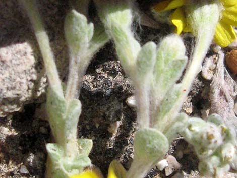 Woolly Easterbonnets (Antheropeas wallacei)