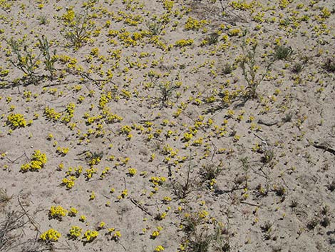 Woolly Easterbonnets (Antheropeas wallacei)