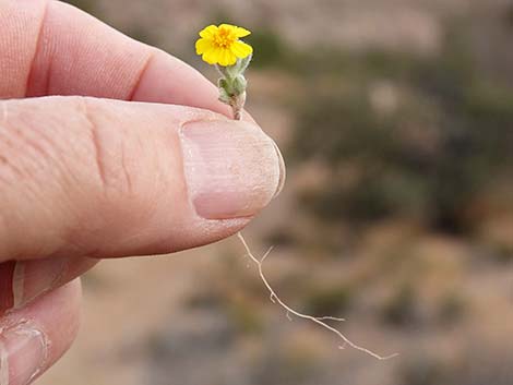 Woolly Easterbonnets (Antheropeas wallacei)