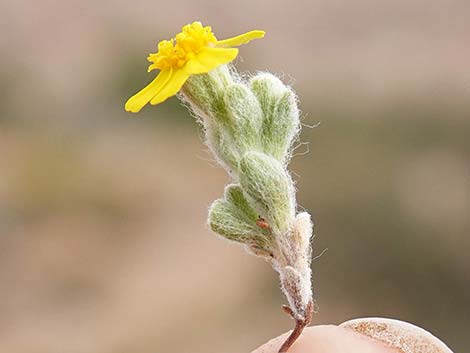 Woolly Easterbonnets (Antheropeas wallacei)