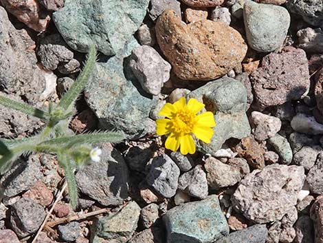 Woolly Easterbonnets (Antheropeas wallacei)