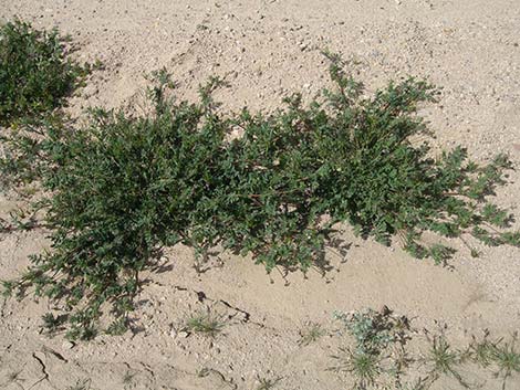 Redstem Stork's Bill (Erodium cicutarium)