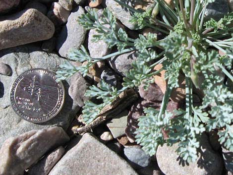 Desert Poppy (Eschscholzia glyptosperma)