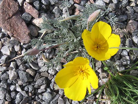 Desert Poppy (Eschscholzia glyptosperma)