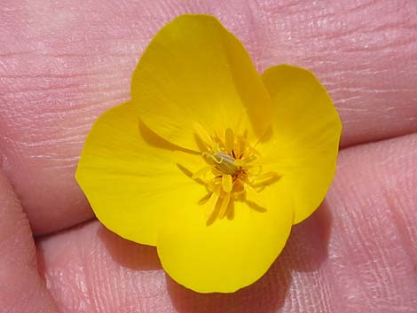 Desert Poppy (Eschscholzia glyptosperma)