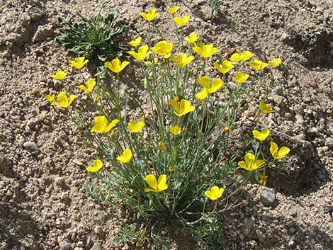 Pygmy Poppy (Eschscholzia minutiflora)