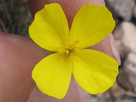 Pygmy Poppy (Eschscholzia minutiflora)