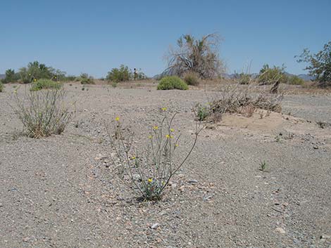 Pygmy Poppy (Eschscholzia minutiflora)