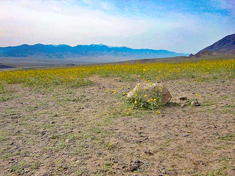 Desert Gold (Geraea canescens)