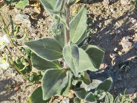 Desert Gold (Geraea canescens)