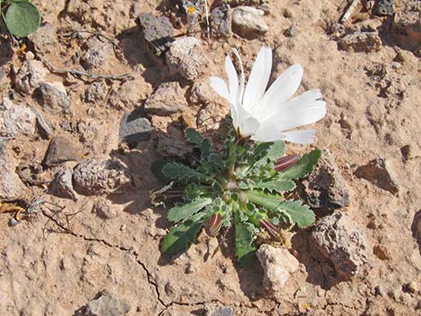 Holy Dandelion (Glyptopleura setulosa)