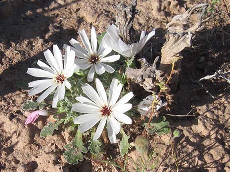 Holy Dandelion (Glyptopleura setulosa)