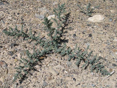 Halogeton (Halogeton glomeratus)