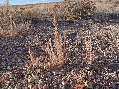 Halogeton (Halogeton glomeratus)